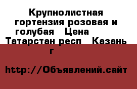 Крупнолистная гортензия розовая и голубая › Цена ­ 210 - Татарстан респ., Казань г.  »    